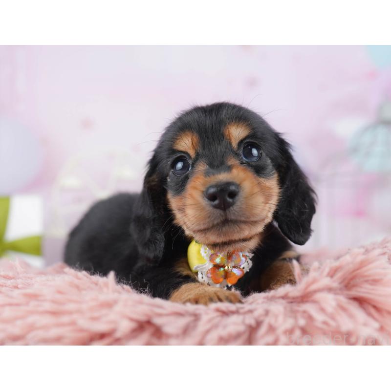 販売中の千葉県のミニチュアダックスフンド(ロングヘアード)-443365の8枚目