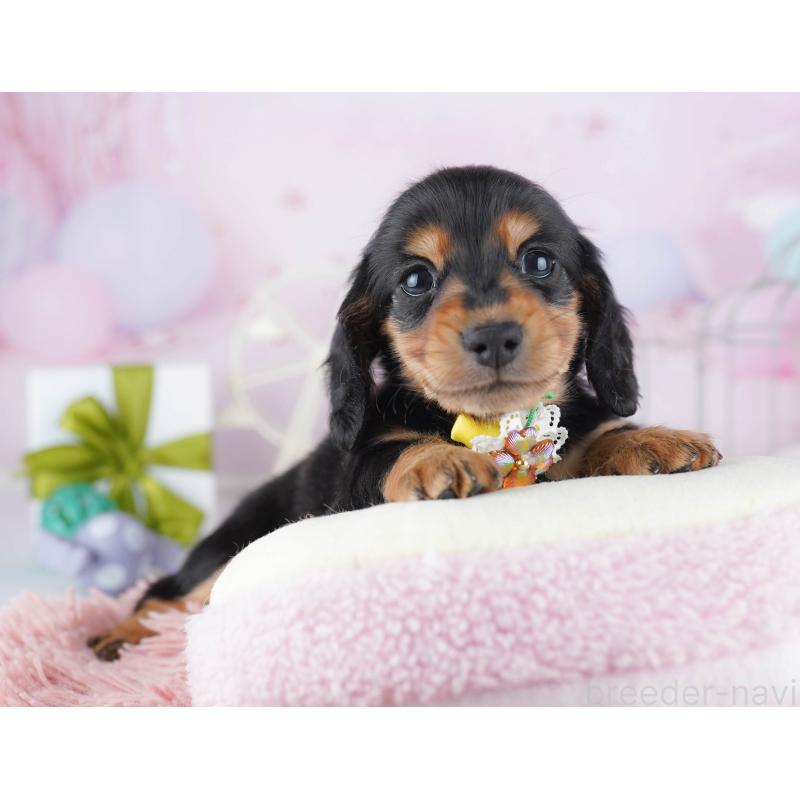 販売中の千葉県のミニチュアダックスフンド(ロングヘアード)-443365の7枚目