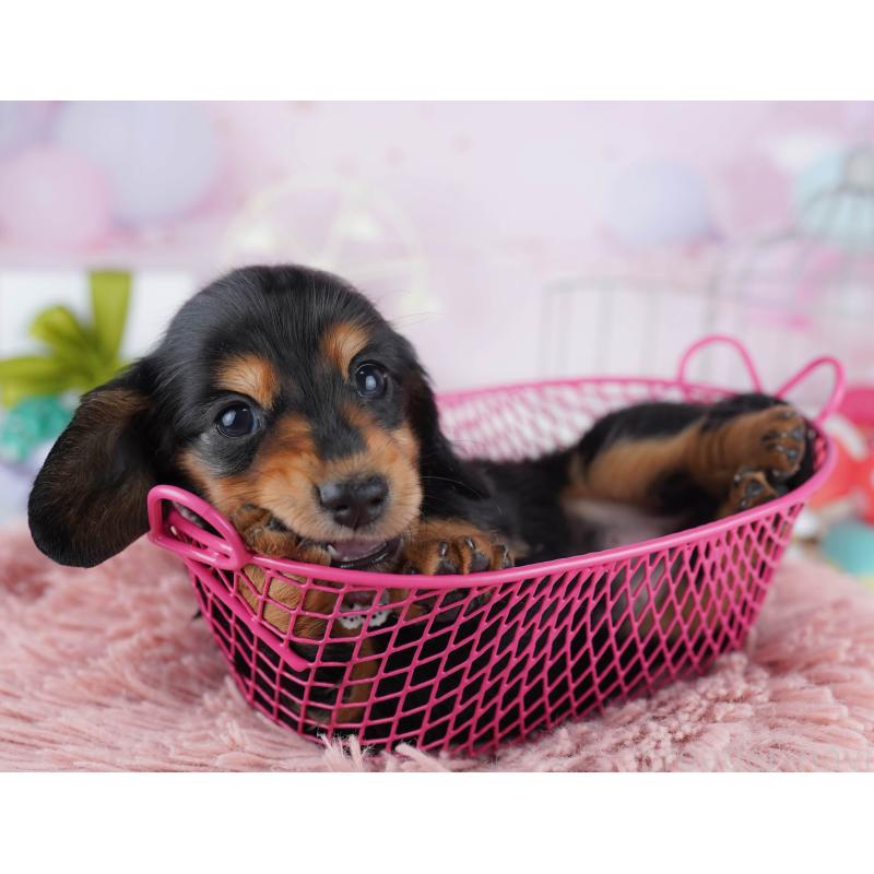 販売中の千葉県のミニチュアダックスフンド(ロングヘアード)-443365の5枚目