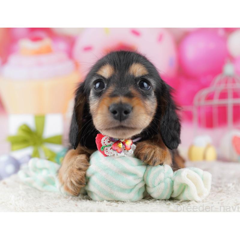 販売中の千葉県のミニチュアダックスフンド(ロングヘアード)-443369の10枚目