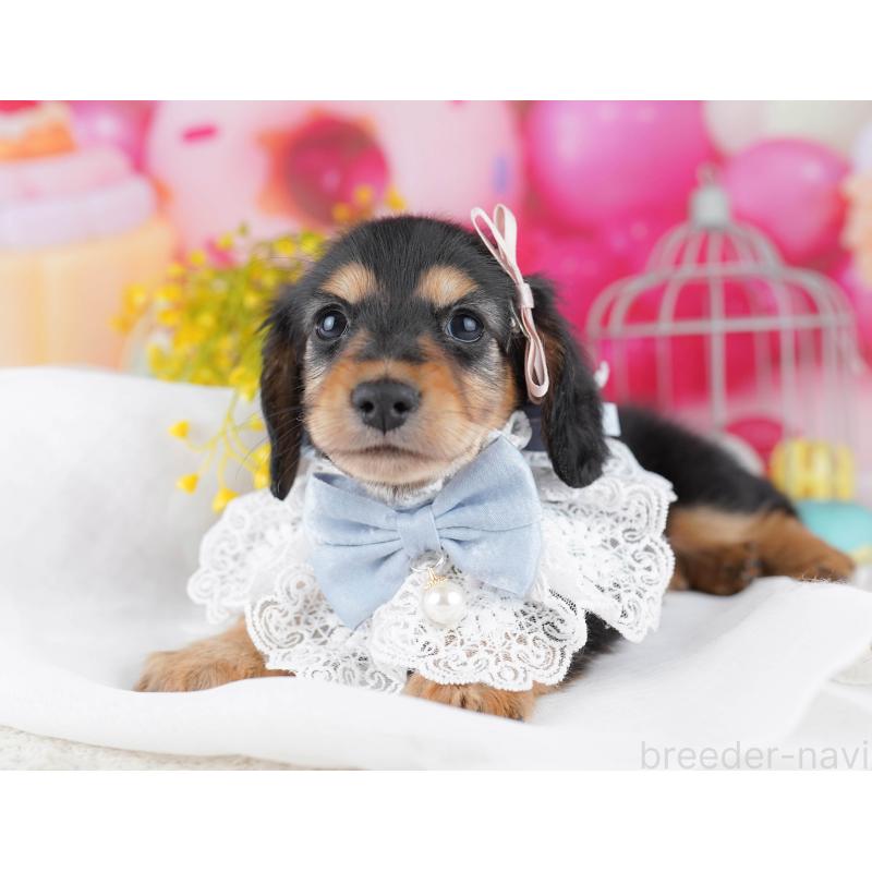 販売中の千葉県のミニチュアダックスフンド(ロングヘアード)-443369の8枚目