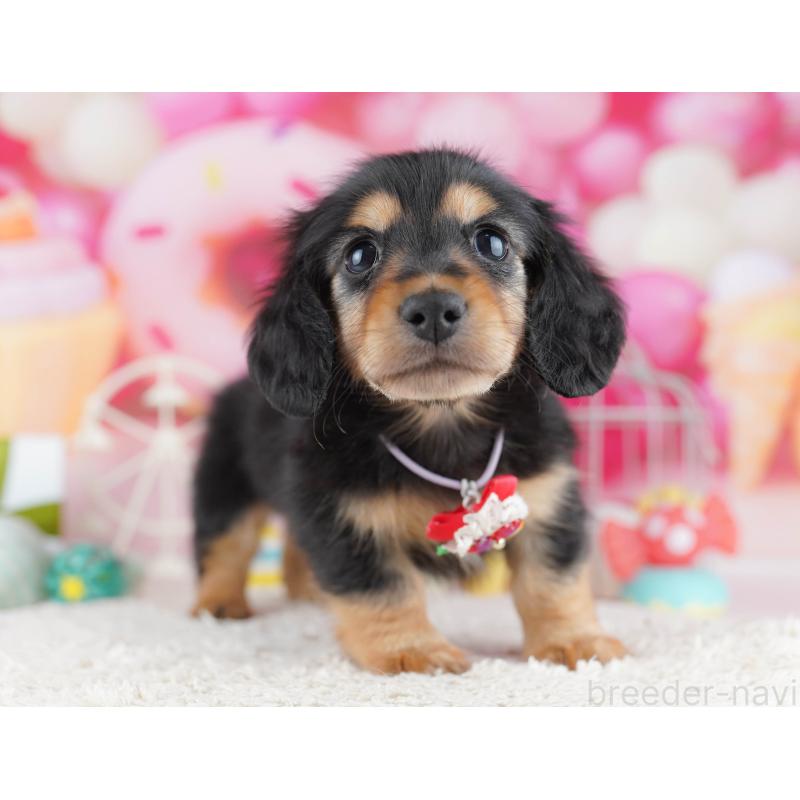 販売中の千葉県のミニチュアダックスフンド(ロングヘアード)-443369の7枚目