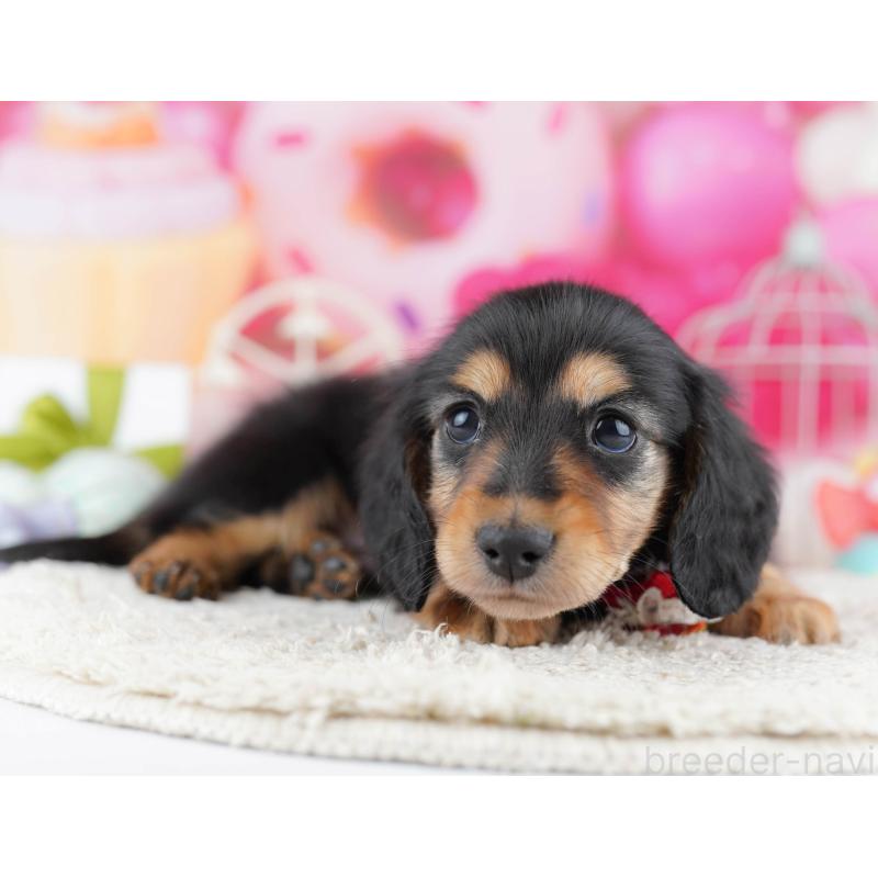 販売中の千葉県のミニチュアダックスフンド(ロングヘアード)-443369の6枚目