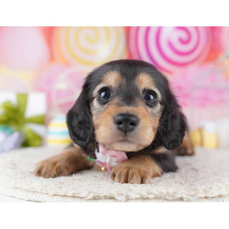 販売中の千葉県のミニチュアダックスフンド(ロングヘアード)-443372の1枚目