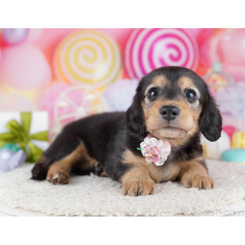 販売中の千葉県のミニチュアダックスフンド(ロングヘアード)-443372の11枚目