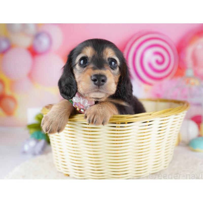 販売中の千葉県のミニチュアダックスフンド(ロングヘアード)-443372の8枚目