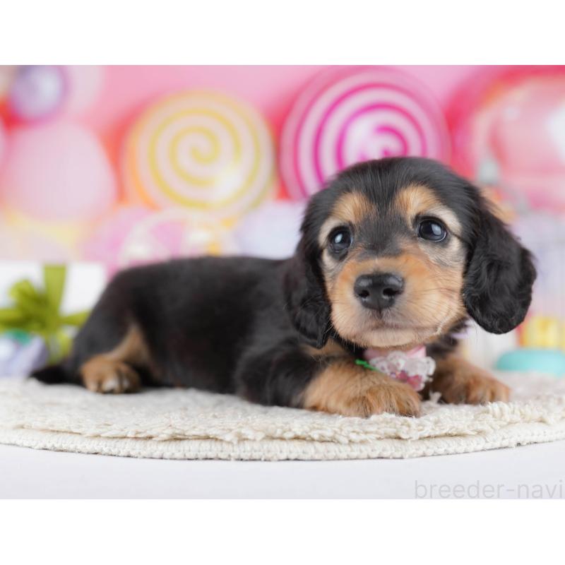 販売中の千葉県のミニチュアダックスフンド(ロングヘアード)-443372の7枚目