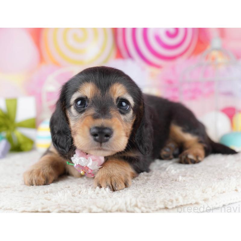 販売中の千葉県のミニチュアダックスフンド(ロングヘアード)-443372の6枚目