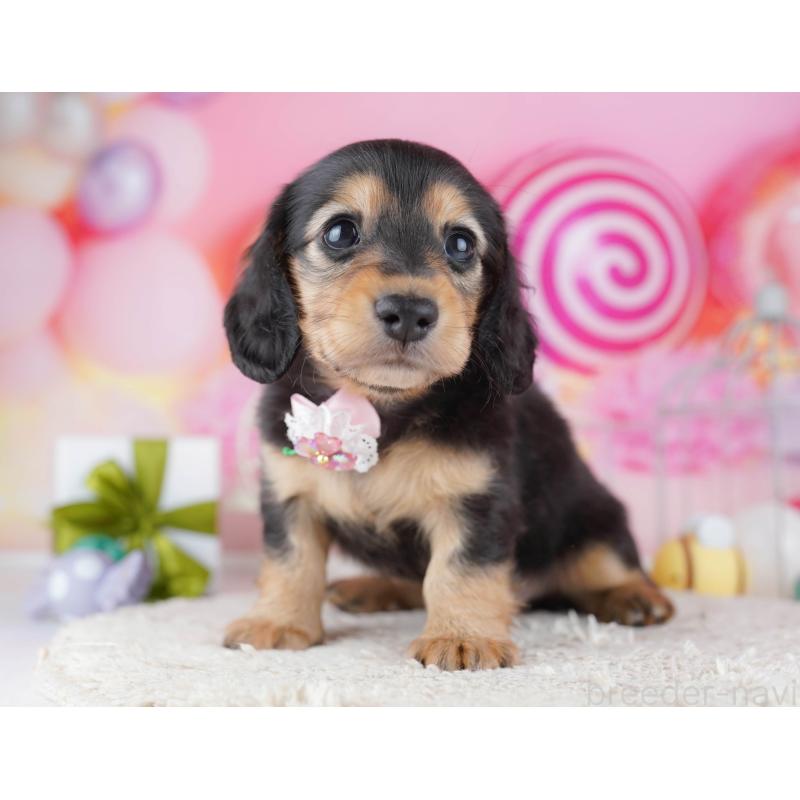 販売中の千葉県のミニチュアダックスフンド(ロングヘアード)-443372の4枚目