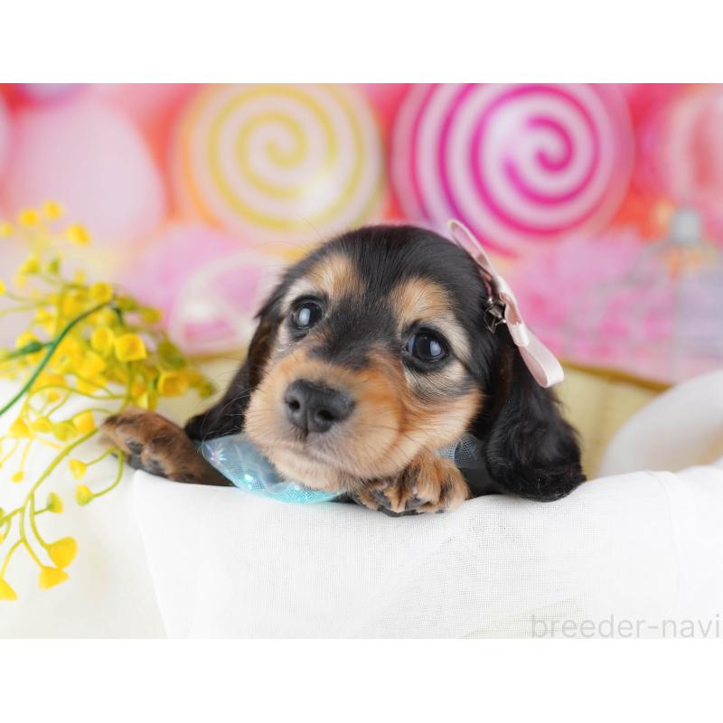 販売中の千葉県のミニチュアダックスフンド(ロングヘアード)-443372の3枚目