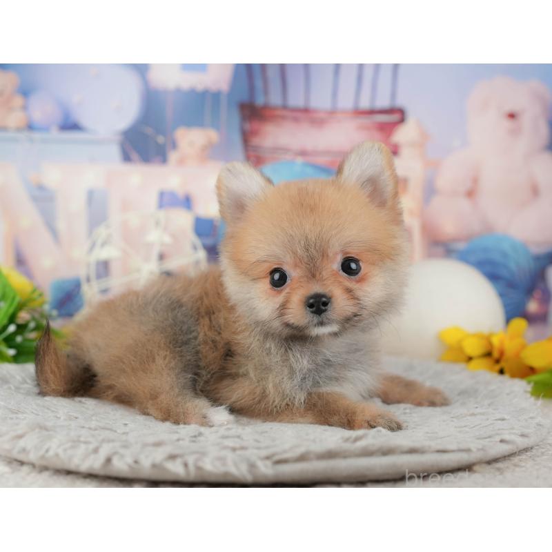 販売中の千葉県のポメラニアン-443758の11枚目