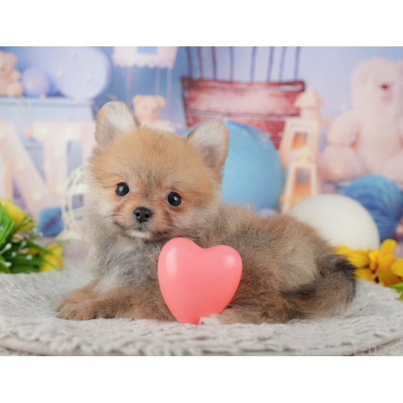 販売中の千葉県のポメラニアン-443758の10枚目