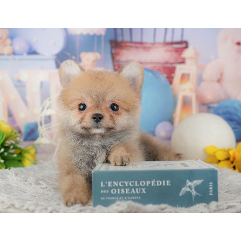 販売中の千葉県のポメラニアン-443758の9枚目