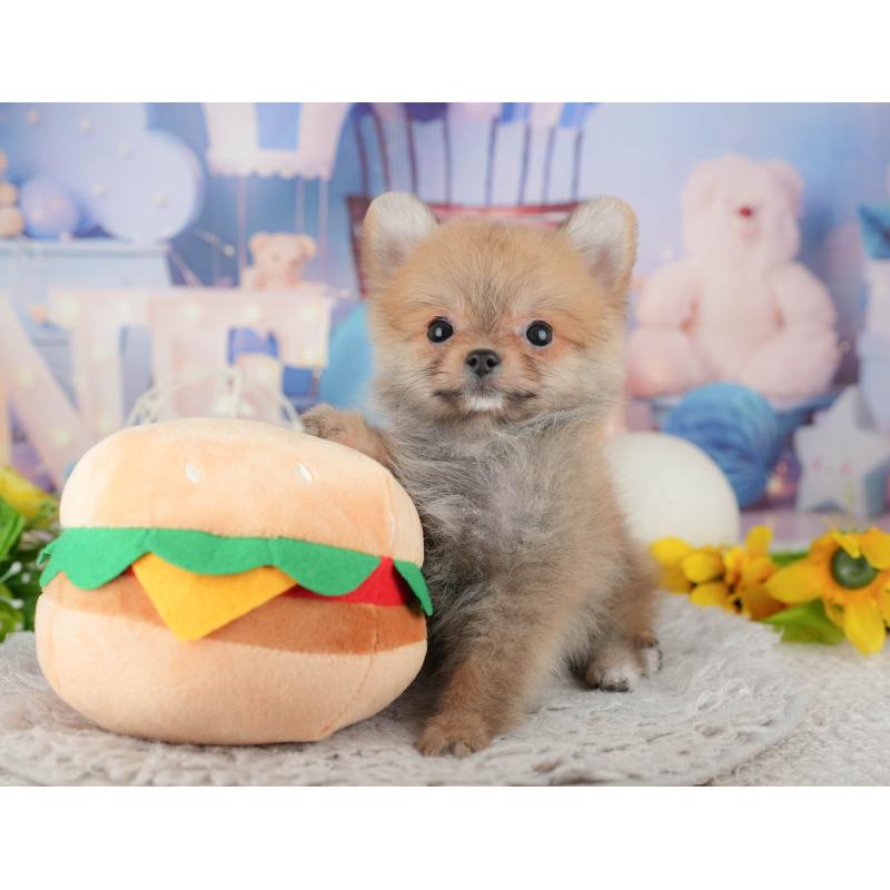 販売中の千葉県のポメラニアン-443758の8枚目