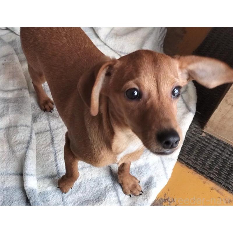 販売中の岐阜県のミックス犬-436404の2枚目