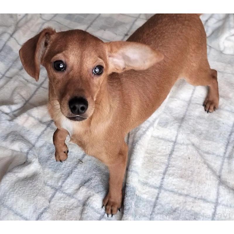 販売中の岐阜県のミックス犬-436404