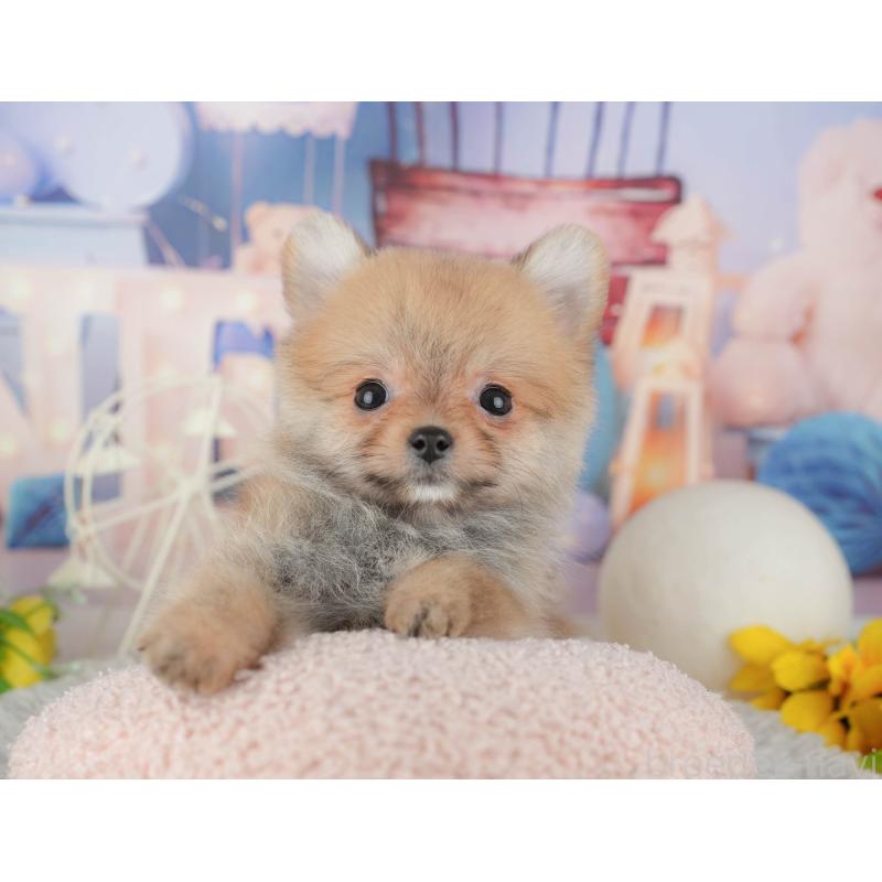 販売中の千葉県のポメラニアン-443758の6枚目