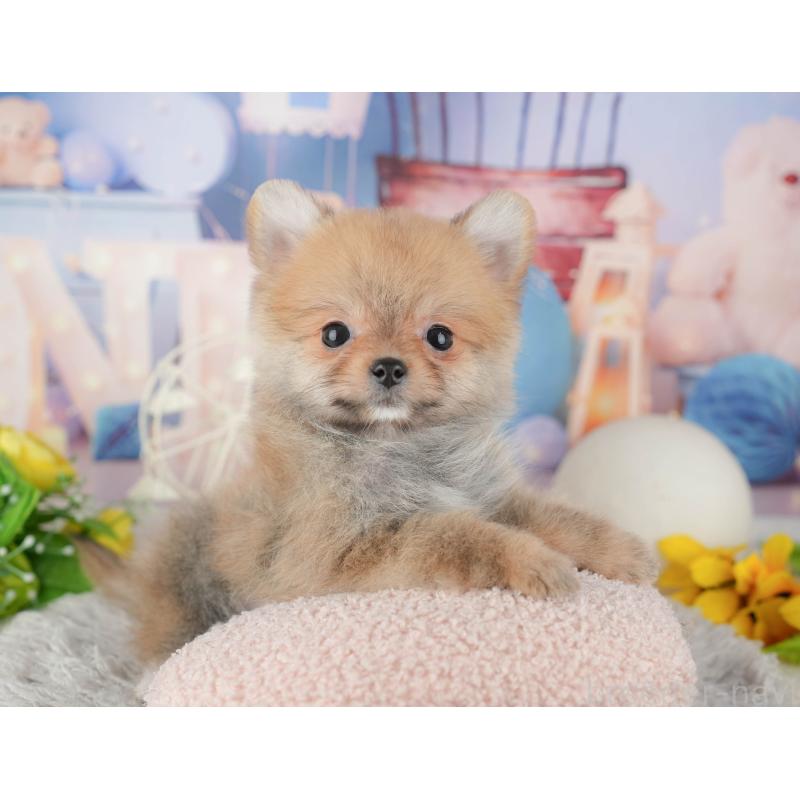 販売中の千葉県のポメラニアン-443758の4枚目