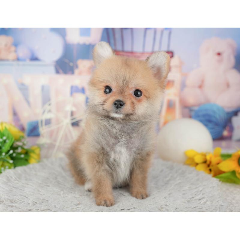 販売中の千葉県のポメラニアン-443758の3枚目