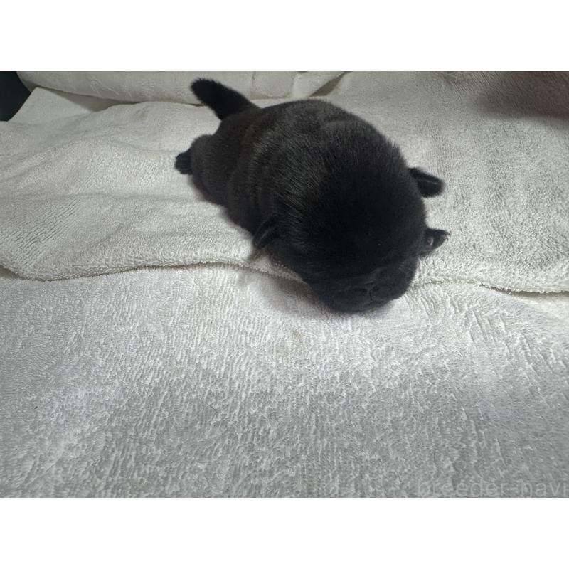 販売中の岐阜県のパグ-443170の7枚目