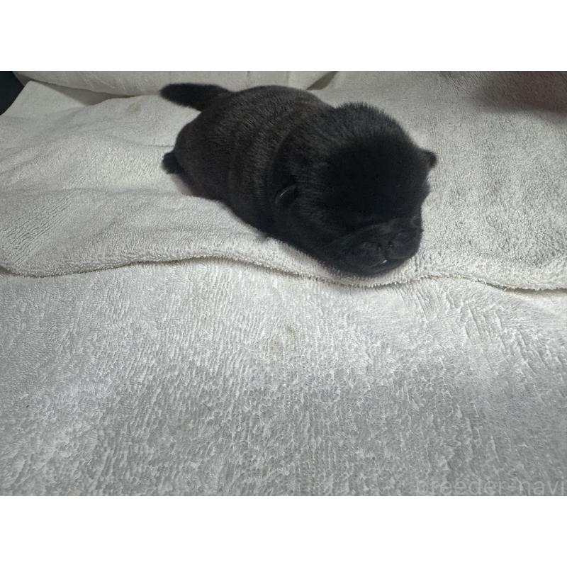 販売中の岐阜県のパグ-443170の6枚目