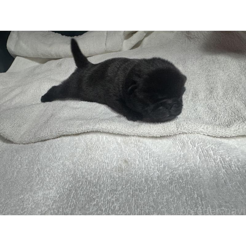 販売中の岐阜県のパグ-443170の5枚目