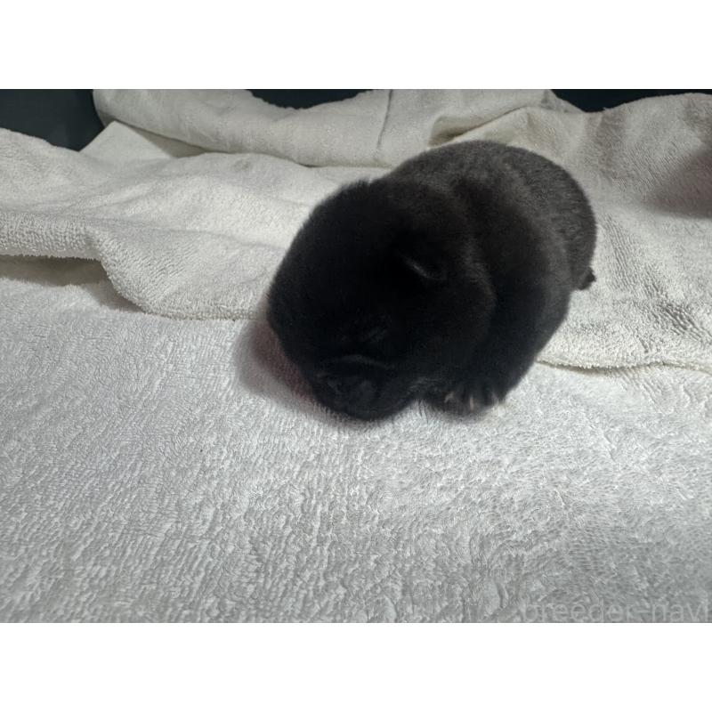 販売中の岐阜県のパグ-443170の4枚目