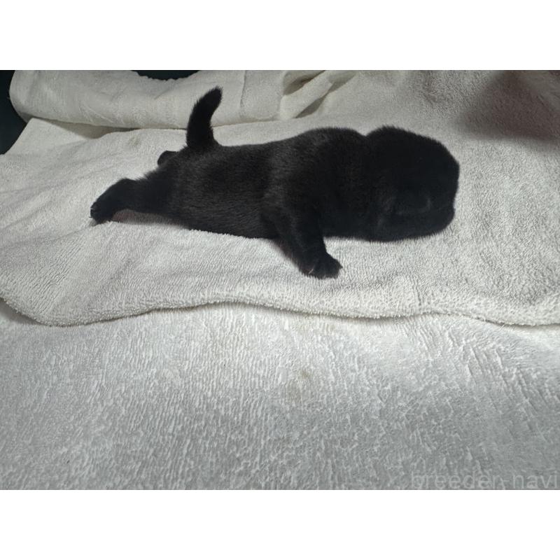 販売中の岐阜県のパグ-443170の3枚目