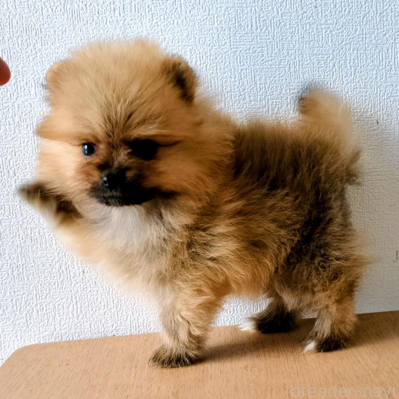 販売中の岐阜県のポメラニアン-443172
