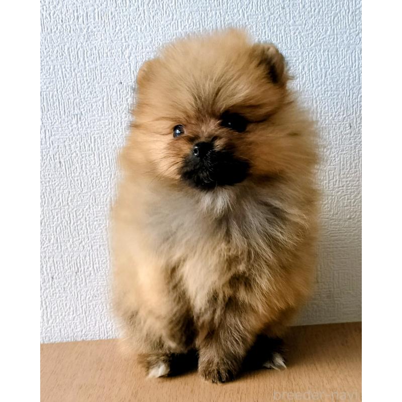 販売中の岐阜県のポメラニアン-443172の4枚目