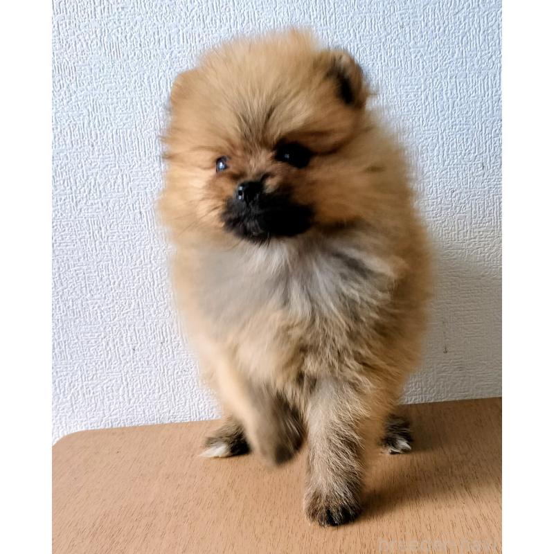 販売中の岐阜県のポメラニアン-443172の3枚目