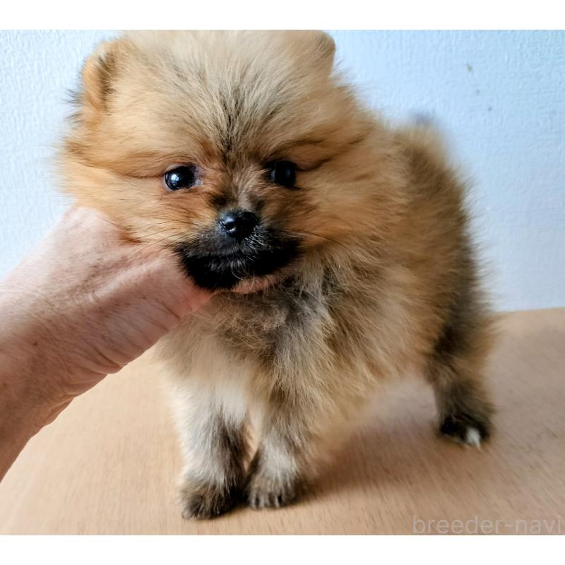 販売中の岐阜県のポメラニアン-443172の2枚目