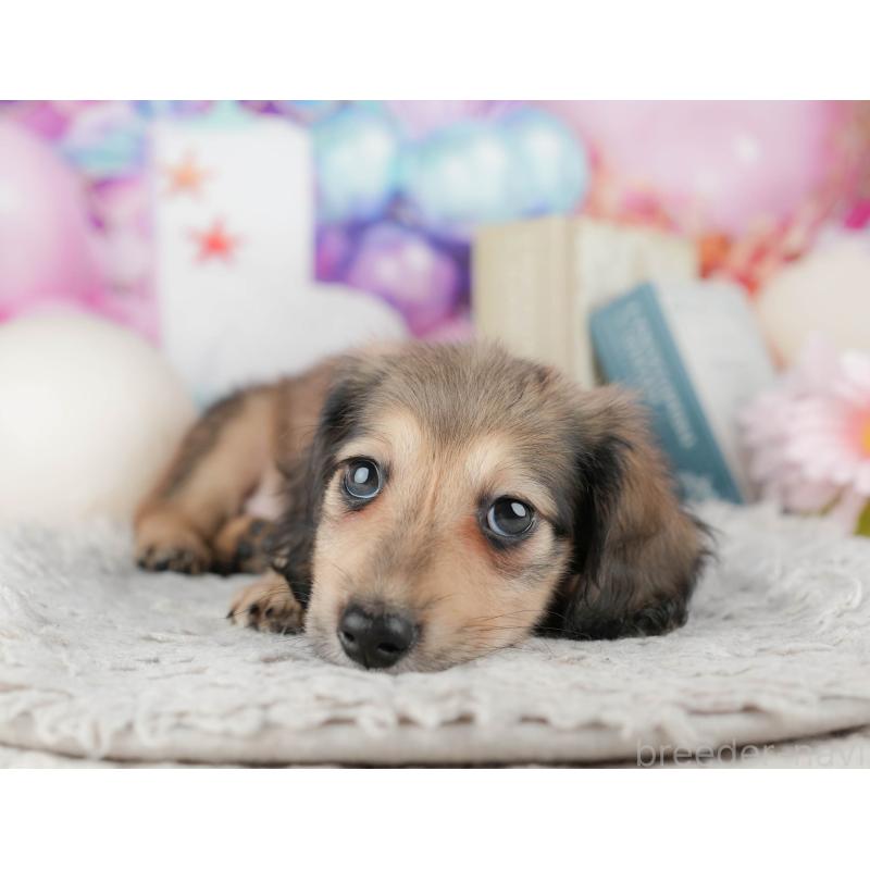 販売中の千葉県のミニチュアダックスフンド(ロングヘアード)-443756