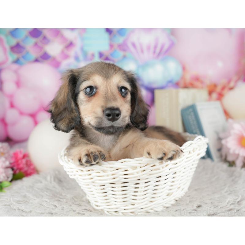 販売中の千葉県のミニチュアダックスフンド(ロングヘアード)-443756の10枚目