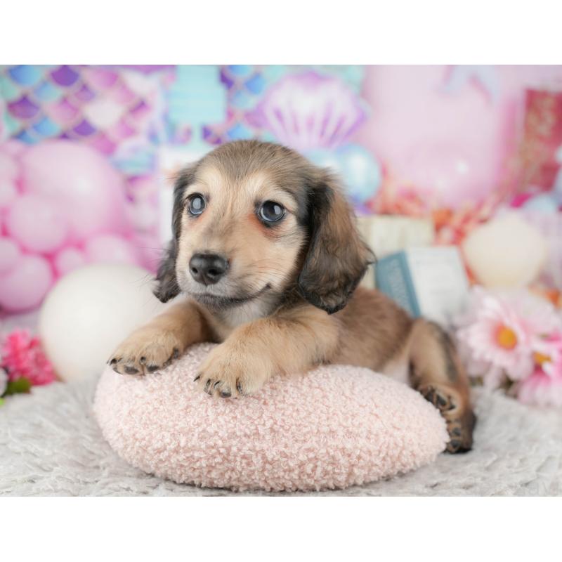 販売中の千葉県のミニチュアダックスフンド(ロングヘアード)-443756の9枚目