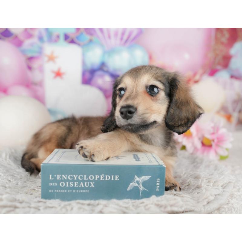 販売中の千葉県のミニチュアダックスフンド(ロングヘアード)-443756の8枚目