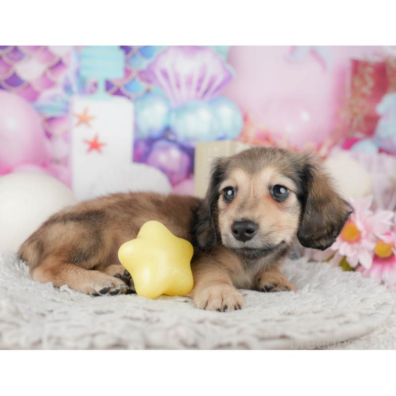 販売中の千葉県のミニチュアダックスフンド(ロングヘアード)-443756の7枚目