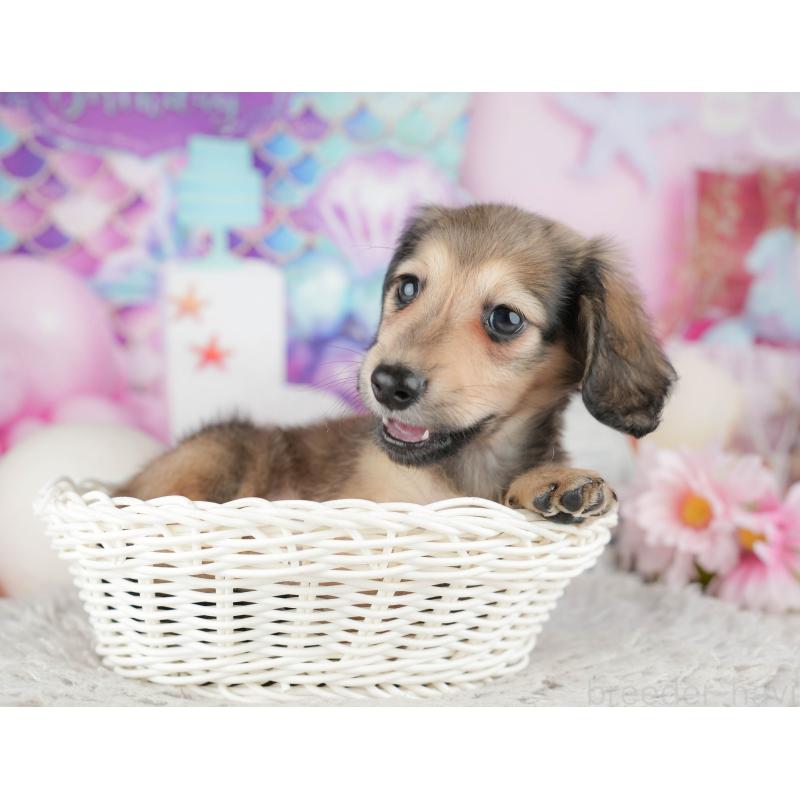 販売中の千葉県のミニチュアダックスフンド(ロングヘアード)-443756の6枚目