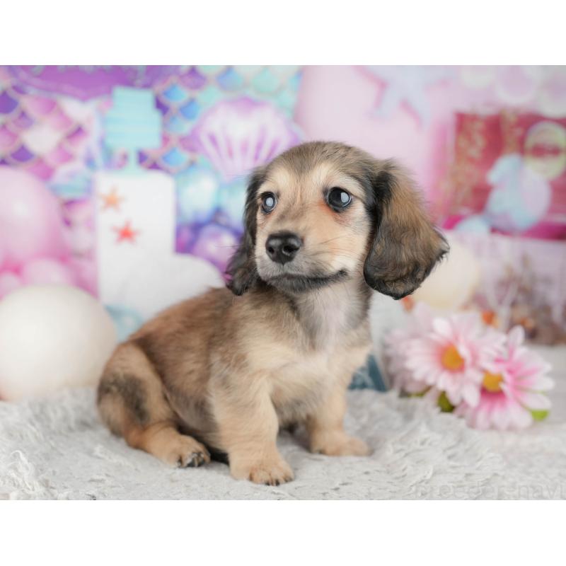 販売中の千葉県のミニチュアダックスフンド(ロングヘアード)-443756の5枚目