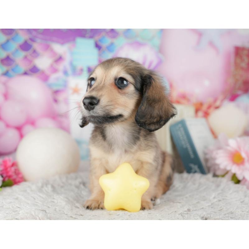 販売中の千葉県のミニチュアダックスフンド(ロングヘアード)-443756の4枚目