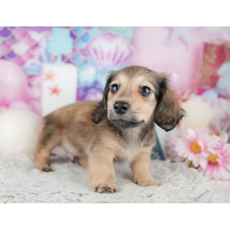 販売中の千葉県のミニチュアダックスフンド(ロングヘアード)-443756の3枚目