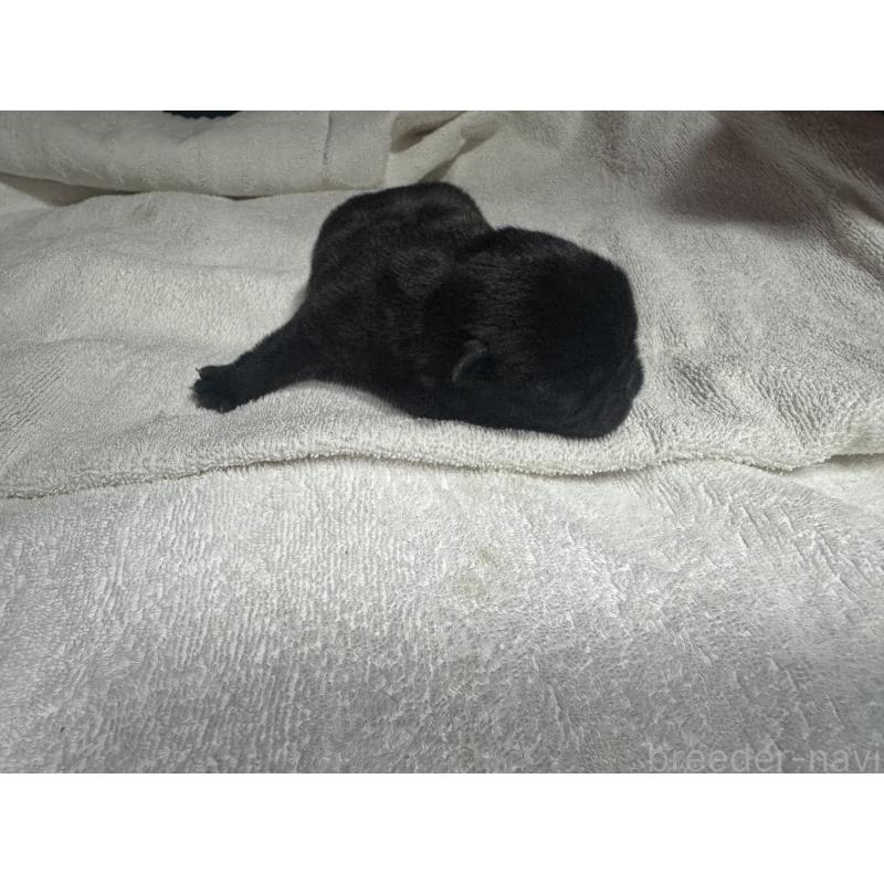 販売中の岐阜県のパグ-443171の7枚目