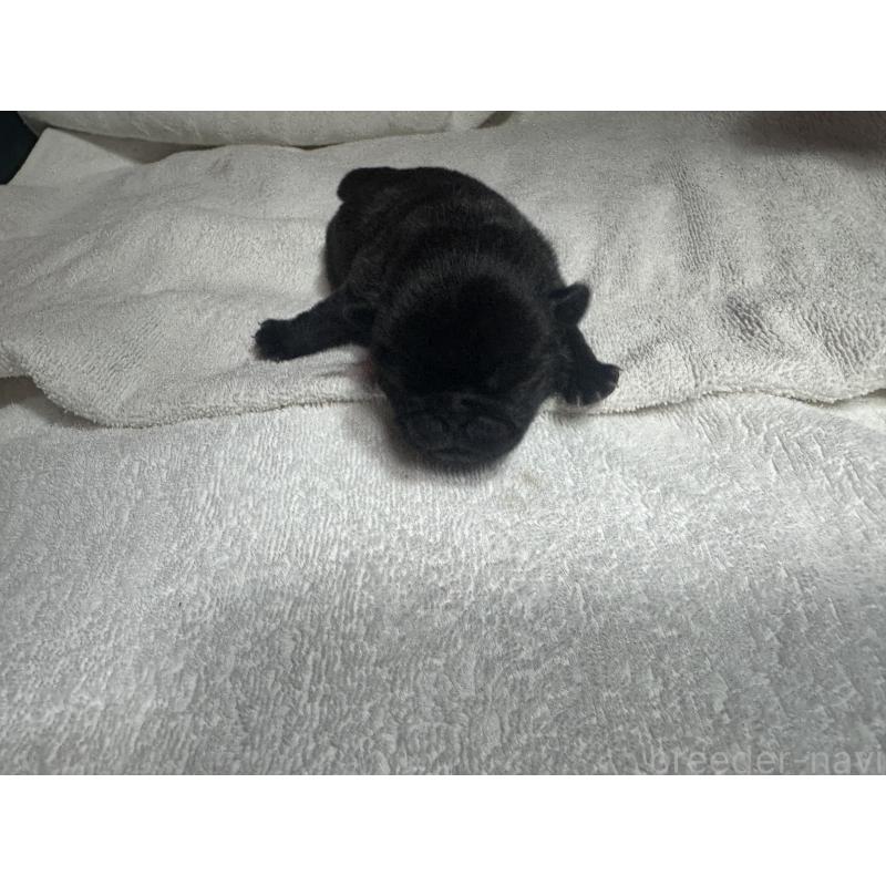 販売中の岐阜県のパグ-443171の6枚目