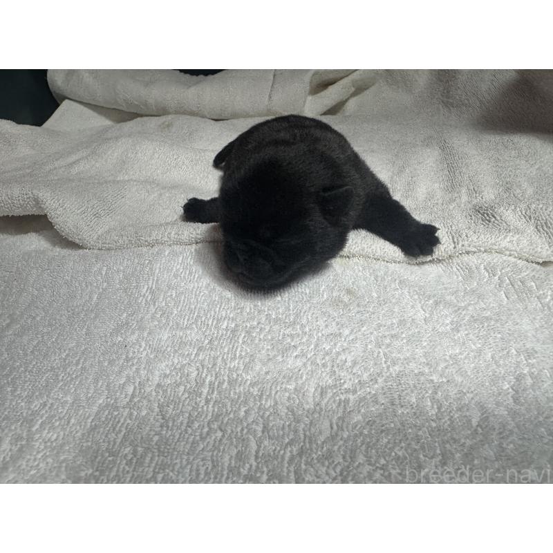 販売中の岐阜県のパグ-443171の5枚目