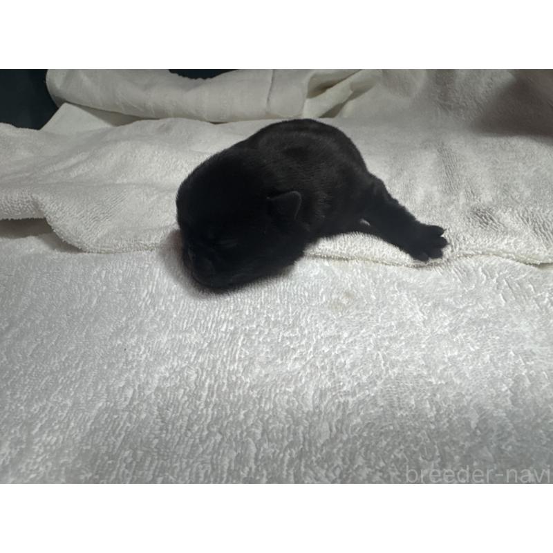 販売中の岐阜県のパグ-443171の4枚目