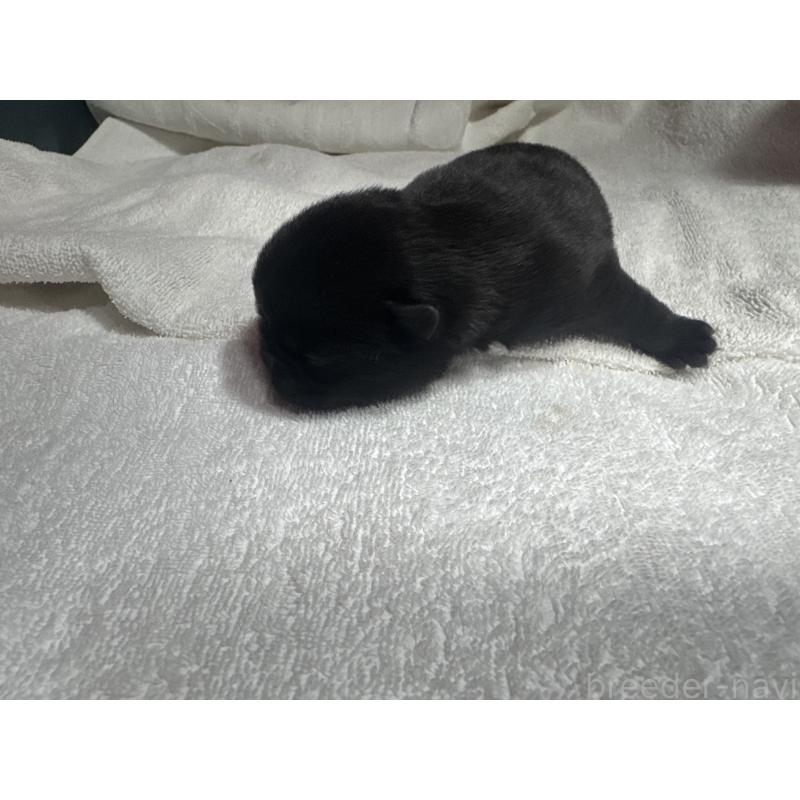 販売中の岐阜県のパグ-443171の3枚目