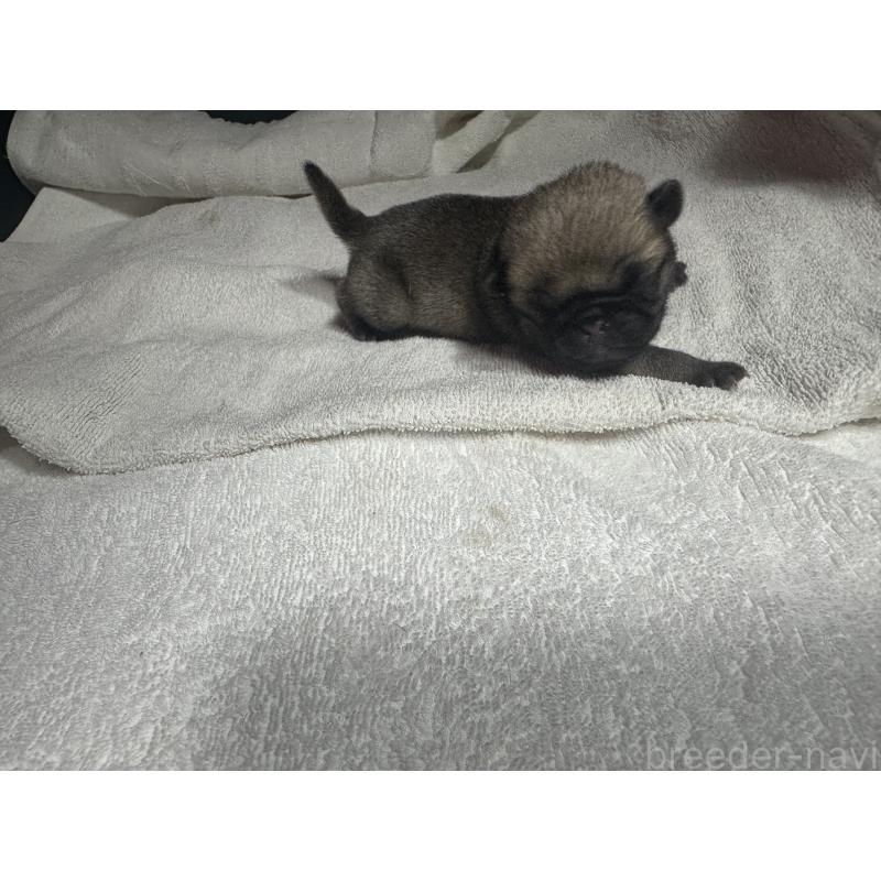 販売中の岐阜県のパグ-443173の8枚目