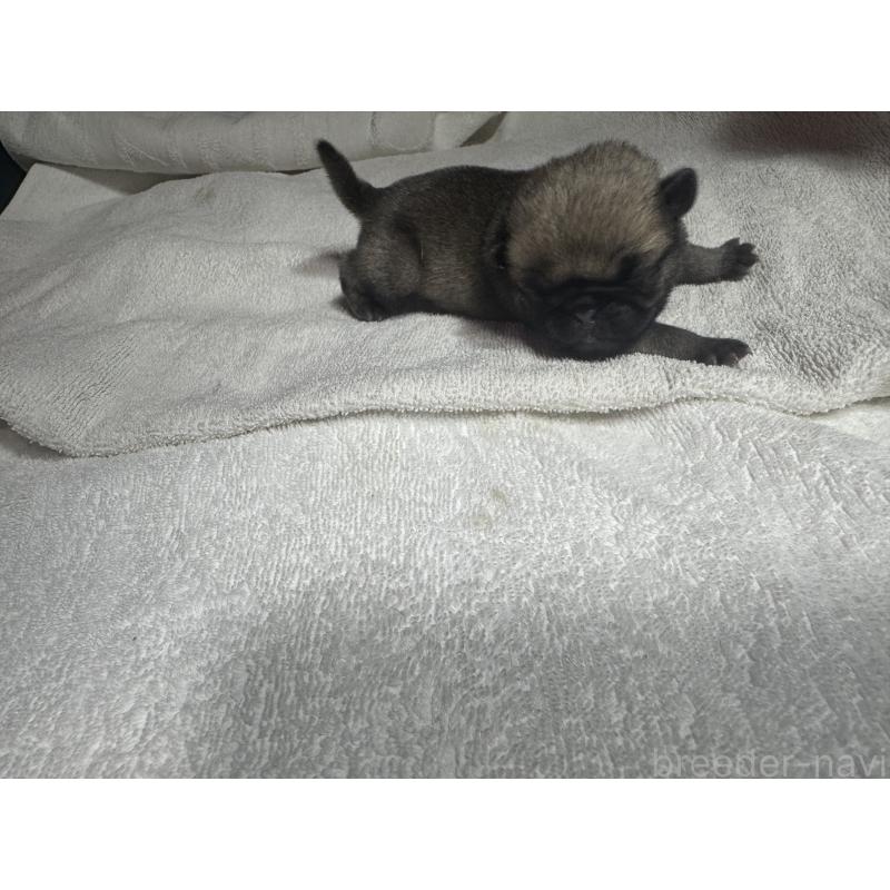 販売中の岐阜県のパグ-443173の7枚目