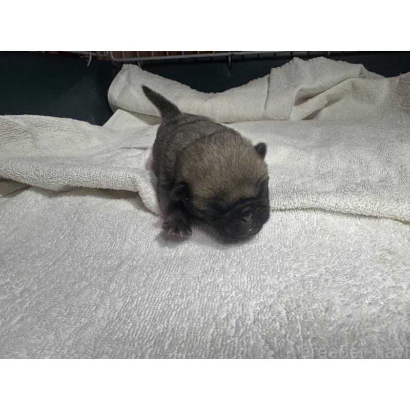 販売中の岐阜県のパグ-443173の6枚目