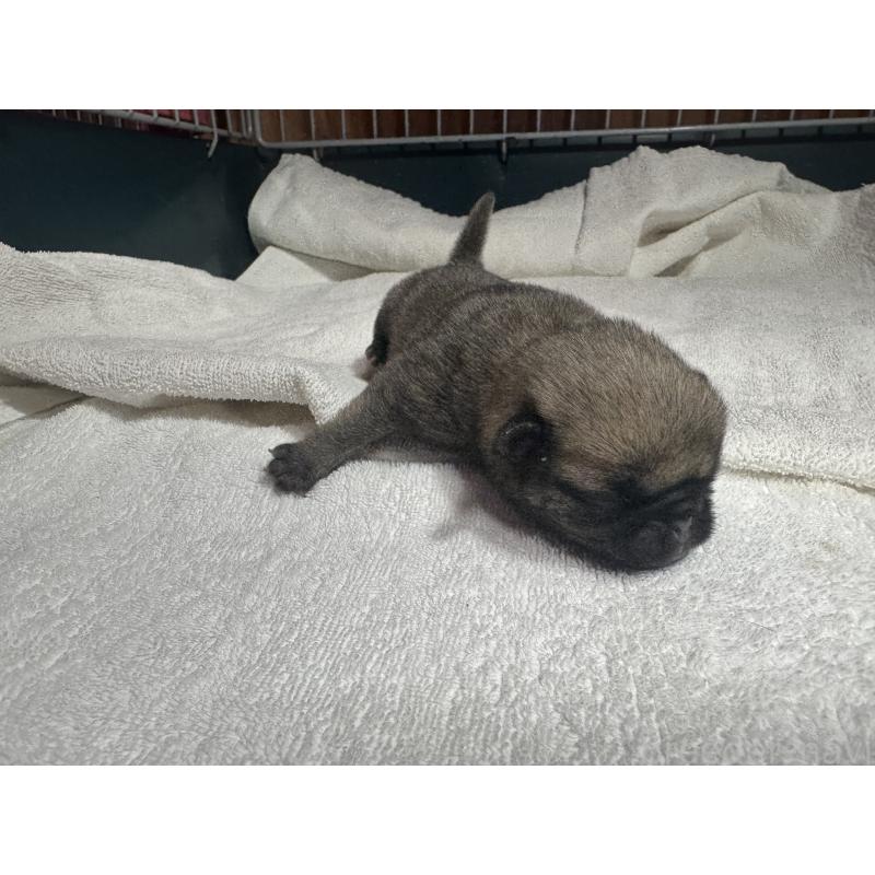 販売中の岐阜県のパグ-443173の5枚目